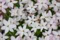 Summerstar Rhodoxis Peppermint, pinkish white flower with a red eye